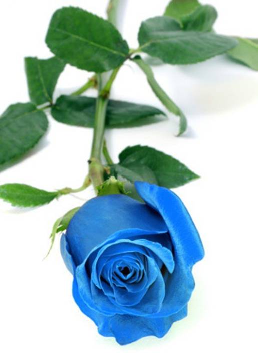 blue-rose.jpeg